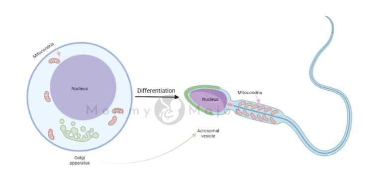 Differentiation Sperma