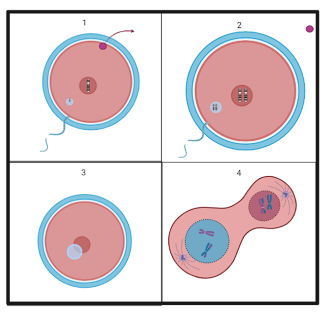 funciona la fecundación