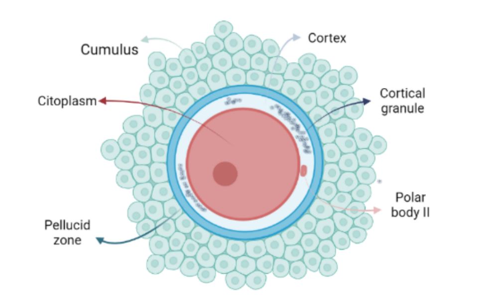 Graph ovule