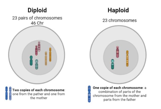 Graph Diploid