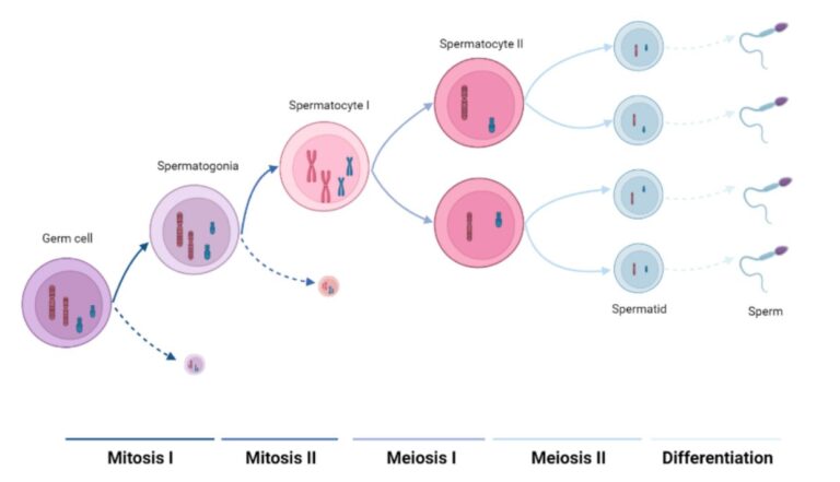 Graph mitosis