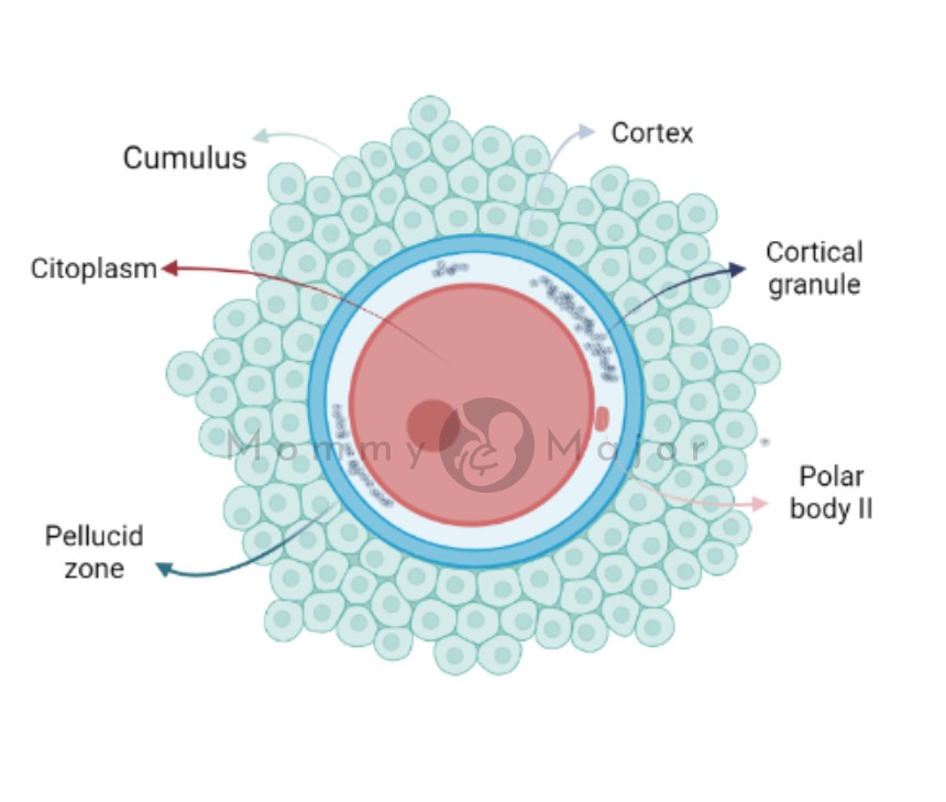 ¿Qué es la Oogenesis