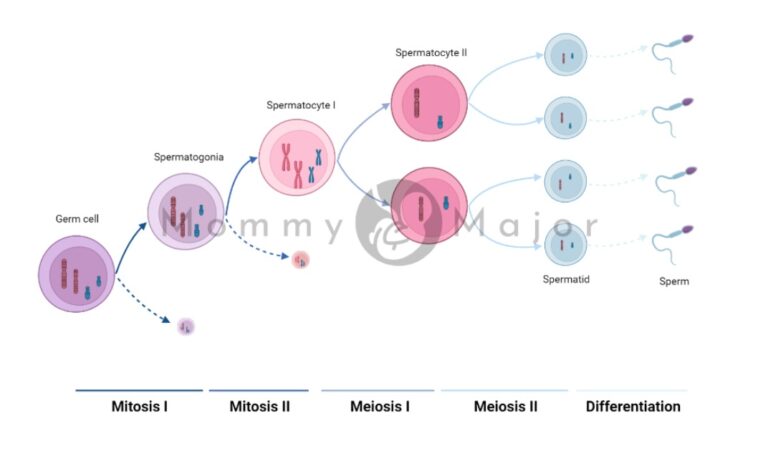 spermatogenesis 3 1 1