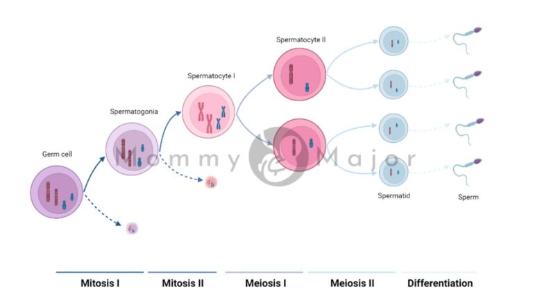 ¿Qué es la Oogenesis?