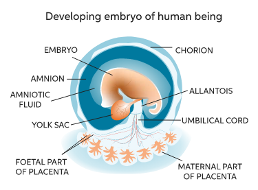 Developing embryo of human being