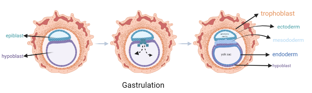 Gastrulation