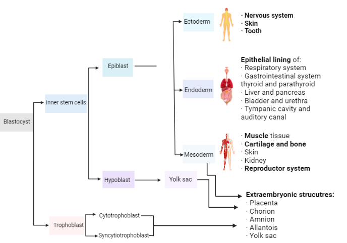 Organogenesis