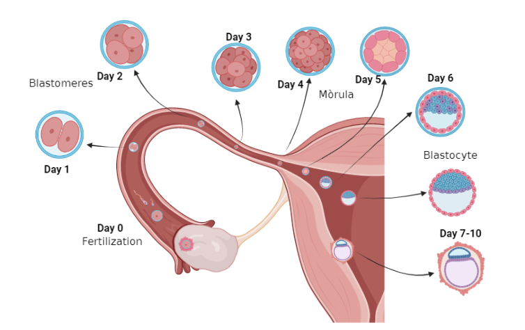 fertilization